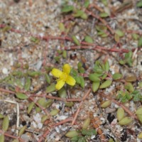 Portulaca quadrifida L.